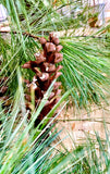 Pine Needle Tea