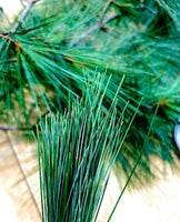 Pine Needle Tea