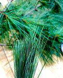 Pine Needle Tea